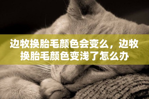 邊牧換胎毛顏色會變么，邊牧換胎毛顏色變淺了怎么辦