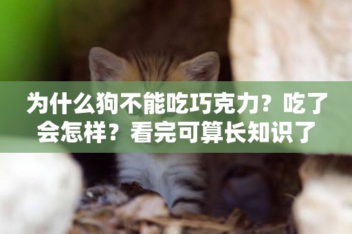 為什么狗不能吃巧克力？吃了會怎樣？看完可算長知識了