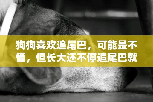 狗狗喜歡追尾巴，可能是不懂，但長大還不停追尾巴就不是小問題