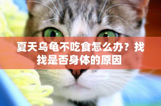 夏天烏龜不吃食怎么辦？找找是否身體的原因 