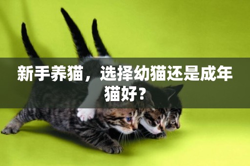 新手養貓，選擇幼貓還是成年貓好？