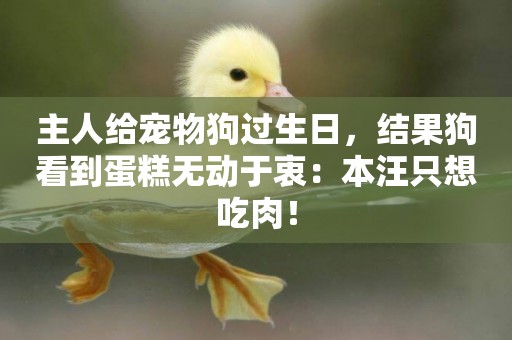 主人給寵物狗過生日，結果狗看到蛋糕無動于衷：本汪只想吃肉！