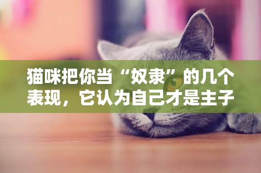 貓咪把你當“奴隸”的幾個表現，它認為自己才是主子！