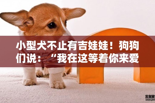 小型犬不止有吉娃娃！狗狗們說：“我在這等著你來愛！”