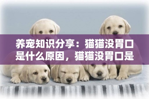 養寵知識分享：貓貓沒胃口是什么原因，貓貓沒胃口是為什么