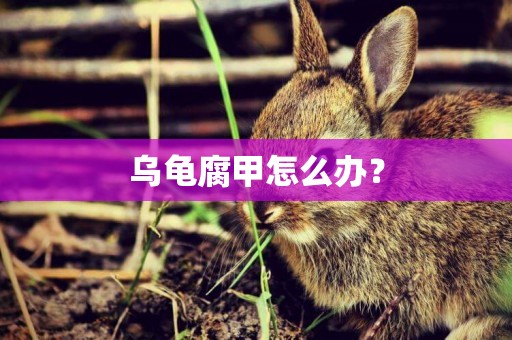 烏龜腐甲怎么辦？