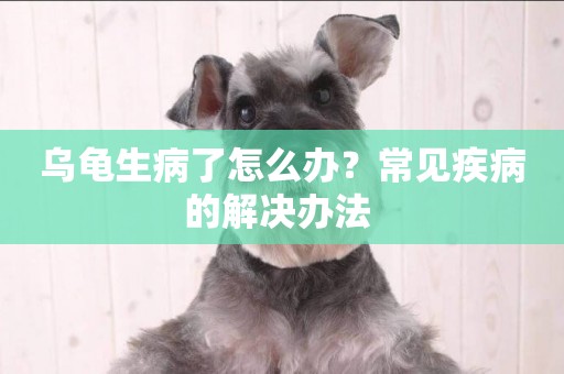 烏龜生病了怎么辦？常見疾病的解決辦法 