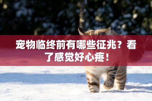 寵物臨終前有哪些征兆？看了感覺好心疼！
