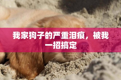我家狗子的嚴重淚痕，被我一招搞定