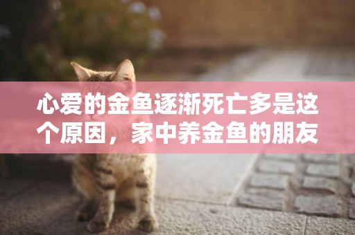 心愛的金魚逐漸死亡多是這個原因，家中養金魚的朋友們一定要注意