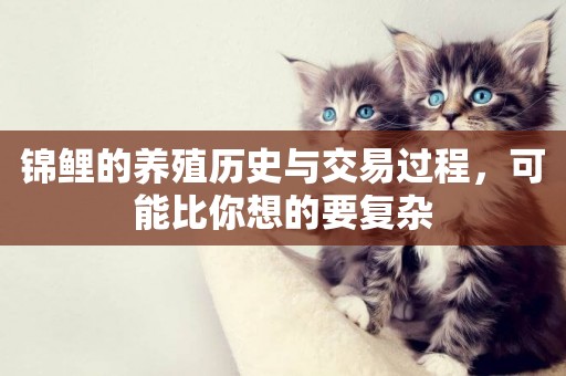 錦鯉的養殖歷史與交易過程，可能比你想的要復雜