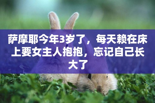 薩摩耶今年3歲了，每天賴在床上要女主人抱抱，忘記自己長大了