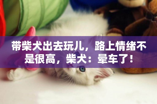 帶柴犬出去玩兒，路上情緒不是很高，柴犬：暈車了！