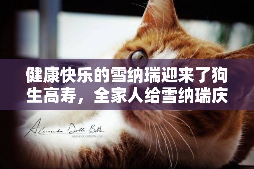 健康快樂的雪納瑞迎來了狗生高壽，全家人給雪納瑞慶生，超暖心