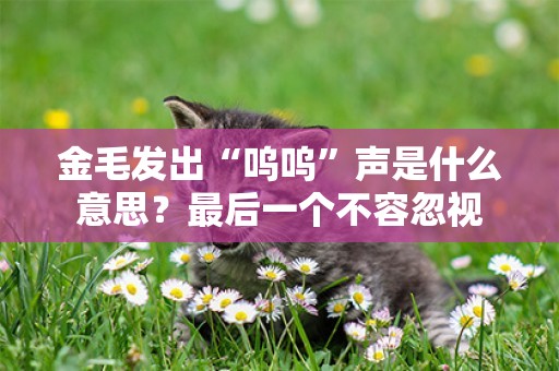 金毛發出“嗚嗚”聲是什么意思？最后一個不容忽視