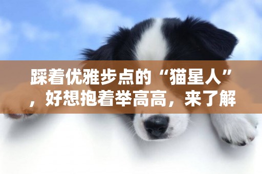 踩著優雅步點的“貓星人”，好想抱著舉高高，來了解一下吧