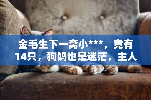 金毛生下一窩小***，竟有14只，狗媽也是迷茫，主人更是無奈！