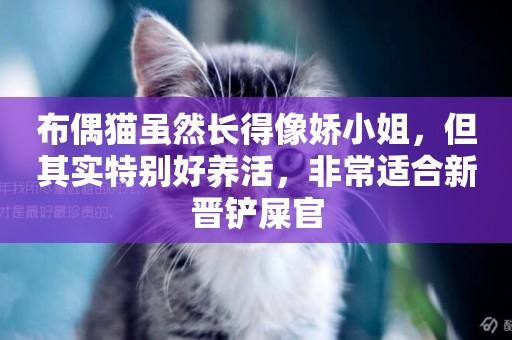 布偶貓雖然長得像嬌小姐，但其實特別好養活，非常適合新晉鏟屎官