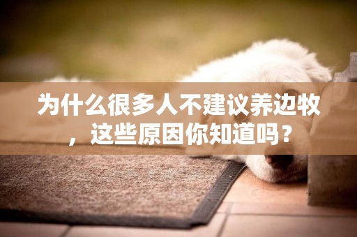 為什么很多人不建議養邊牧，這些原因你知道嗎？