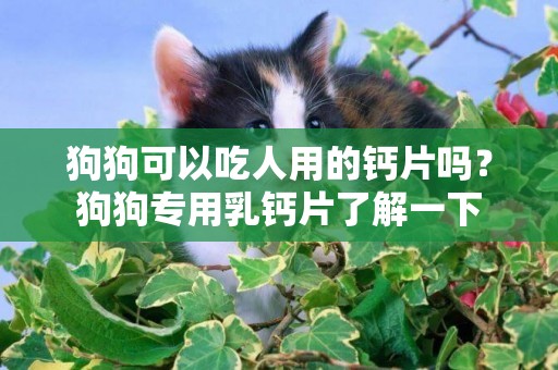 狗狗可以吃人用的鈣片嗎？狗狗專用乳鈣片了解一下