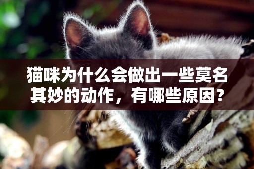 貓咪為什么會做出一些莫名其妙的動作，有哪些原因？