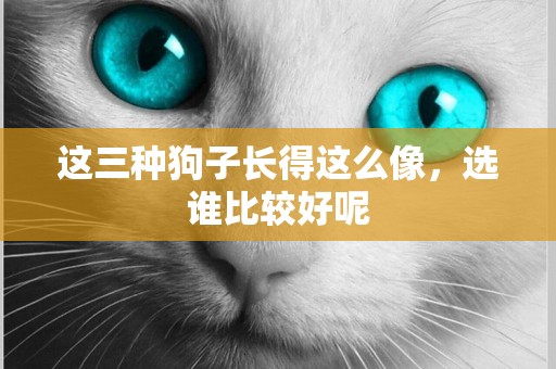 這三種狗子長得這么像，選誰比較好呢