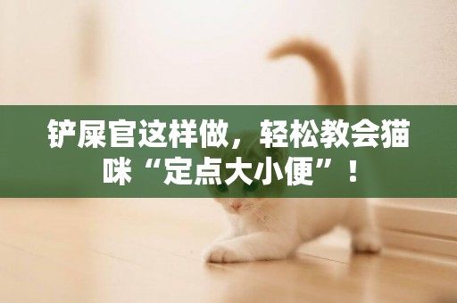 鏟屎官這樣做，輕松教會貓咪“定點大小便”！