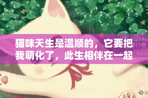 貓咪天生是溫順的，它要把我萌化了，此生相伴在一起