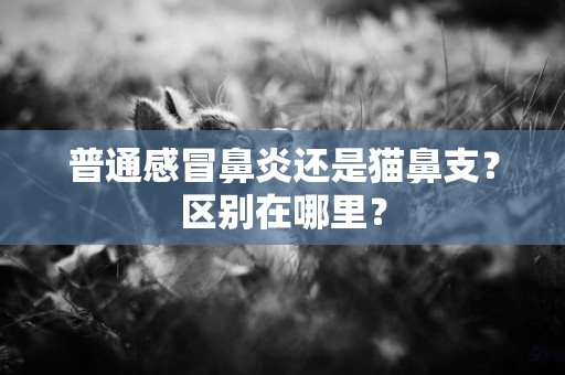 普通感冒鼻炎還是貓鼻支？區別在哪里？