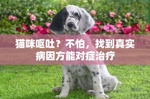 貓咪嘔吐？不怕，找到真實病因方能對癥治療