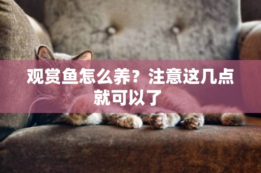 觀賞魚怎么養？注意這幾點就可以了 