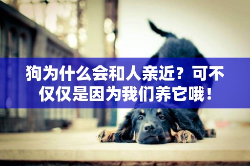 狗為什么會和人親近？可不僅僅是因為我們養它哦！
