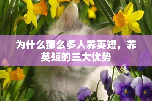 為什么那么多人養英短，養英短的三大優勢
