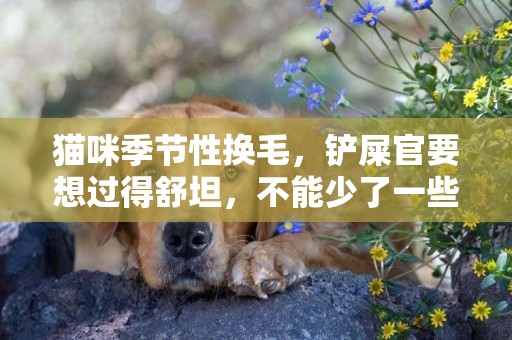 貓咪季節性換毛，鏟屎官要想過得舒坦，不能少了一些東西