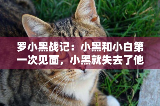羅小黑戰記：小黑和小白第一次見面，小黑就失去了他的初吻