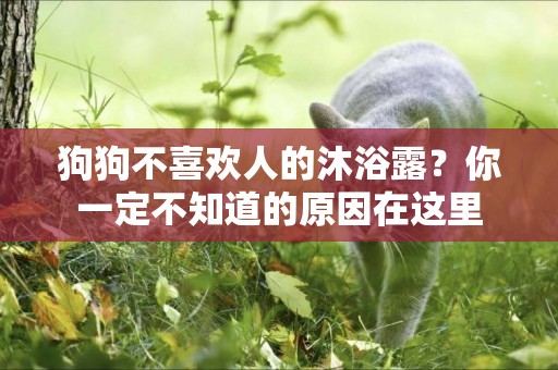 狗狗不喜歡人的沐浴露？你一定不知道的原因在這里