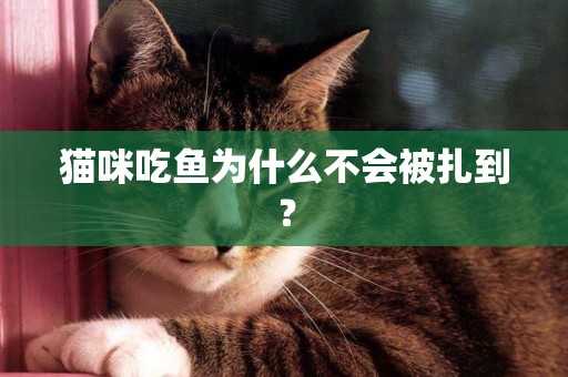 貓咪吃魚為什么不會被扎到？
