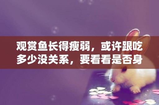 觀賞魚長得瘦弱，或許跟吃多少沒關系，要看看是否身體長寄生蟲了