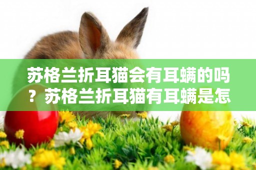 蘇格蘭折耳貓會有耳螨的嗎？蘇格蘭折耳貓有耳螨是怎樣