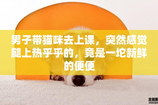 男子帶貓咪去上課，突然感覺腿上熱乎乎的，竟是一坨新鮮的便便