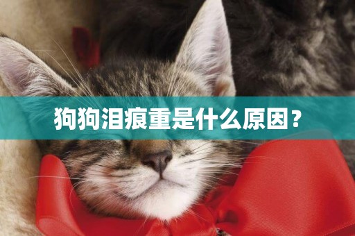 狗狗淚痕重是什么原因？