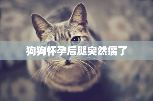 狗狗懷孕后腿突然瘸了