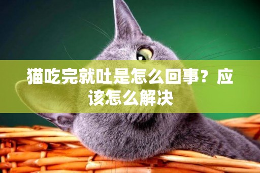 貓吃完就吐是怎么回事？應該怎么解決