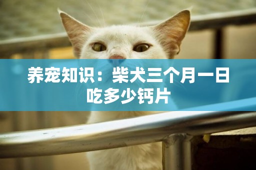 養寵知識：柴犬三個月一日吃多少鈣片