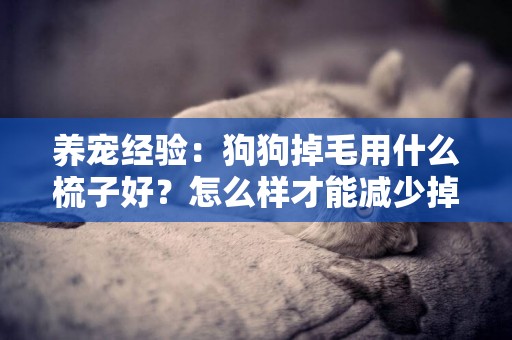 養寵經驗：狗狗掉毛用什么梳子好？怎么樣才能減少掉毛？