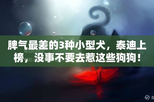 脾氣最差的3種小型犬，泰迪上榜，沒事不要去惹這些狗狗！