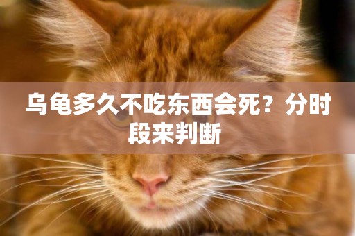 烏龜多久不吃東西會死？分時段來判斷 