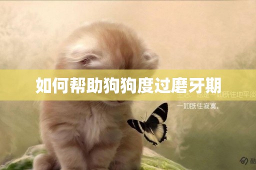 如何幫助狗狗度過磨牙期
