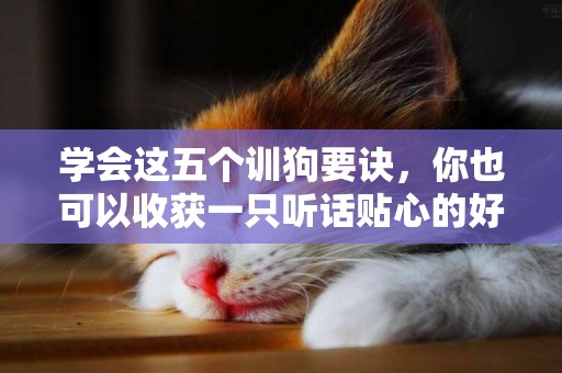 學會這五個訓狗要訣，你也可以收獲一只聽話貼心的好狗狗！
