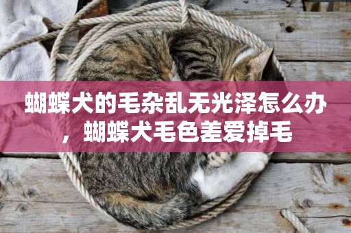 蝴蝶犬的毛雜亂無光澤怎么辦，蝴蝶犬毛色差愛掉毛